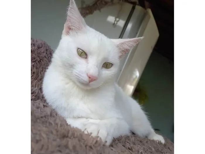 Gato ra a SRD-ViraLata idade 1 ano nome Izy