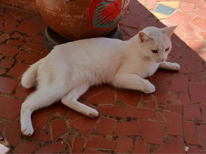 Gato ra a SRD-ViraLata idade 1 ano nome Izy