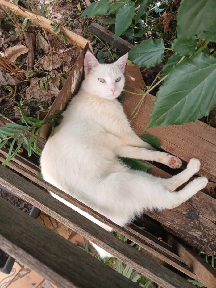 Gato ra a SRD-ViraLata idade 1 ano nome Izy