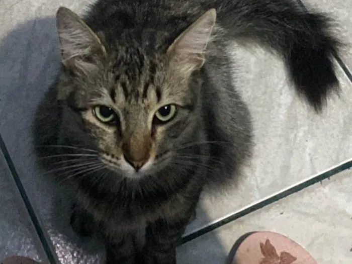 Gato ra a Ashera idade 2 anos nome Mel e amora