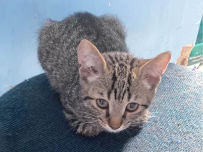 Gato raça Ashera idade 2 anos nome Mel e amora 