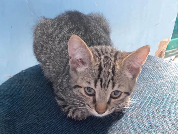 Gato ra a Ashera idade 2 anos nome Mel e amora