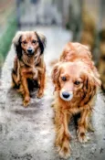 Sofi e Lulo