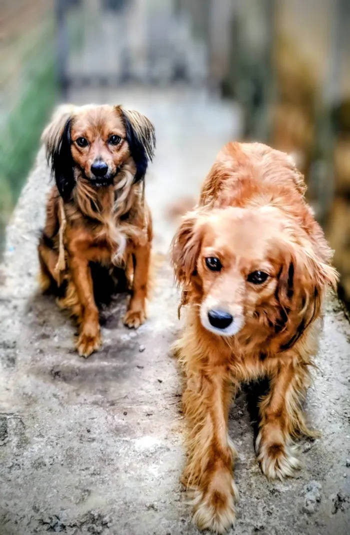 Cachorro ra a SRD-ViraLata idade 2 anos nome Sofi e Lulo