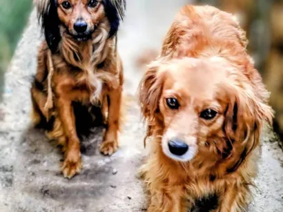 Cachorro raça SRD-ViraLata idade 2 anos nome Sofi e Lulo