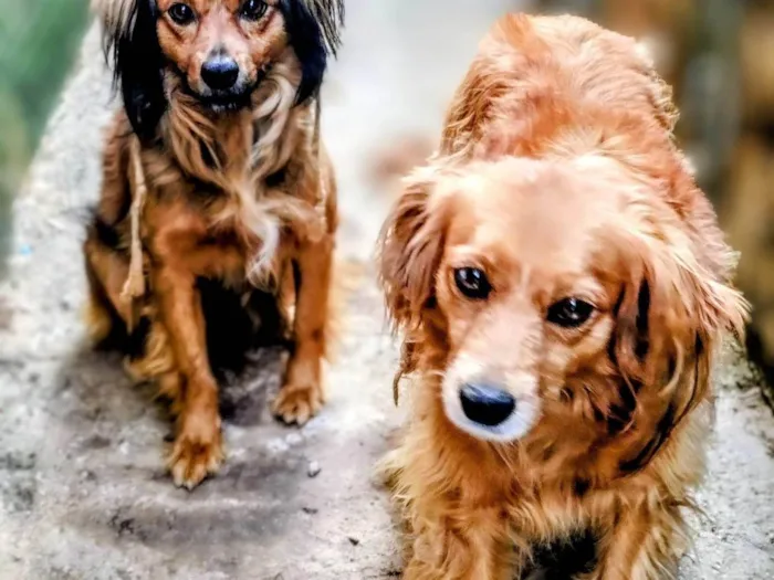 Cachorro ra a SRD-ViraLata idade 2 anos nome Sofi e Lulo