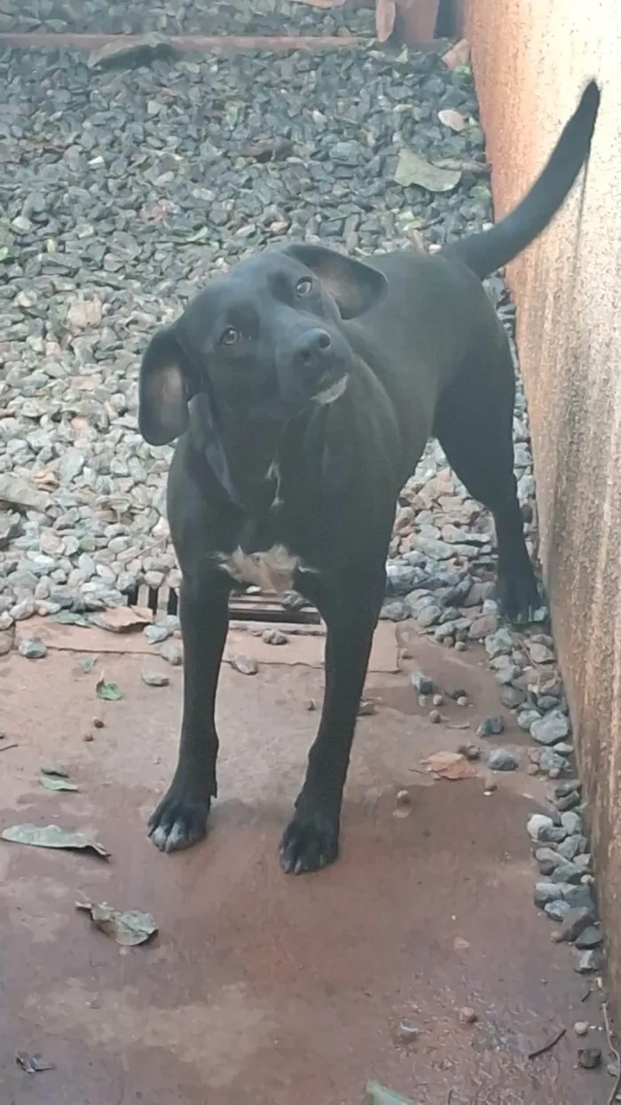 Cachorro ra a SRD-ViraLata idade 1 ano nome Pandora