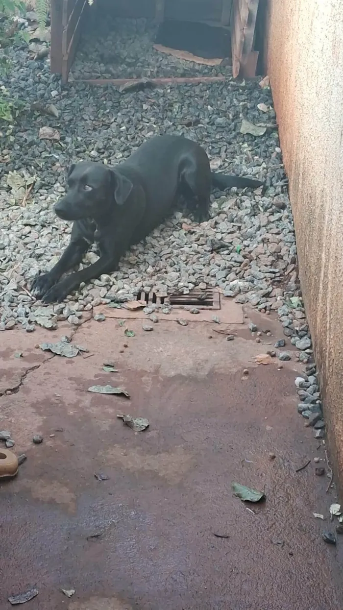 Cachorro ra a SRD-ViraLata idade 1 ano nome Pandora