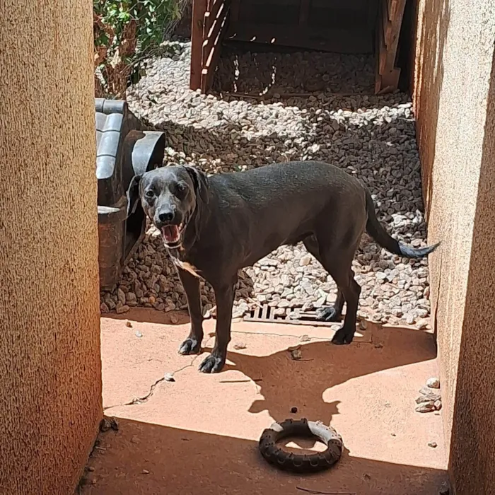 Cachorro ra a SRD-ViraLata idade 1 ano nome Pandora