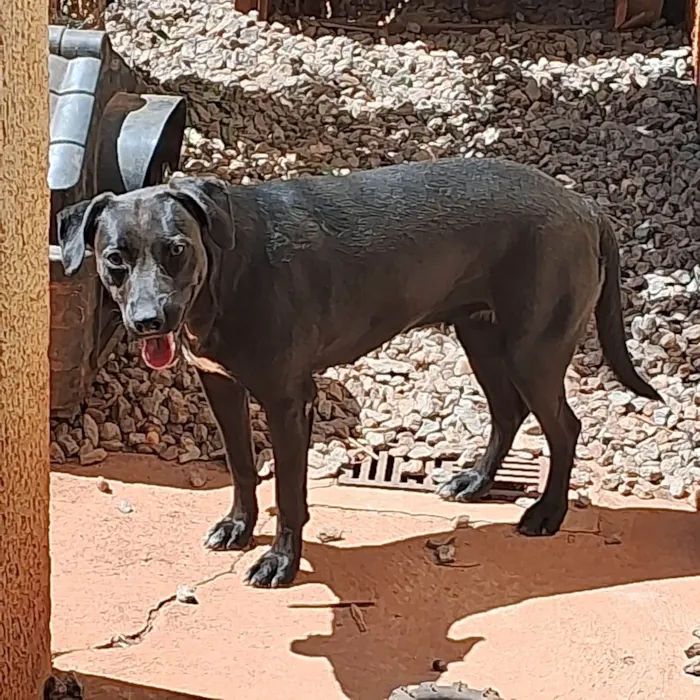 Cachorro ra a SRD-ViraLata idade 1 ano nome Pandora