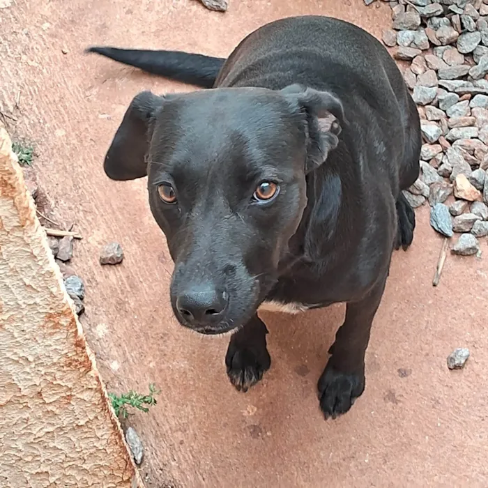 Cachorro ra a SRD-ViraLata idade 1 ano nome Pandora