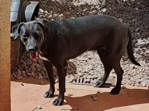 Cachorro raça SRD-ViraLata idade 1 ano nome Pandora 
