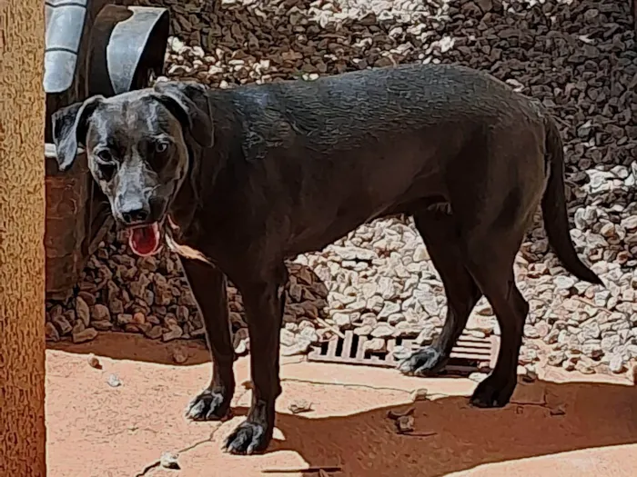 Cachorro ra a SRD-ViraLata idade 1 ano nome Pandora