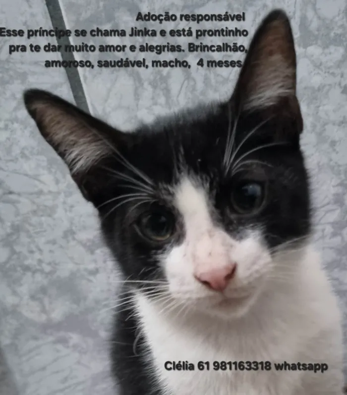 Gato ra a SRD-ViraLata idade 2 a 6 meses nome Jinka