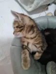 Kimi