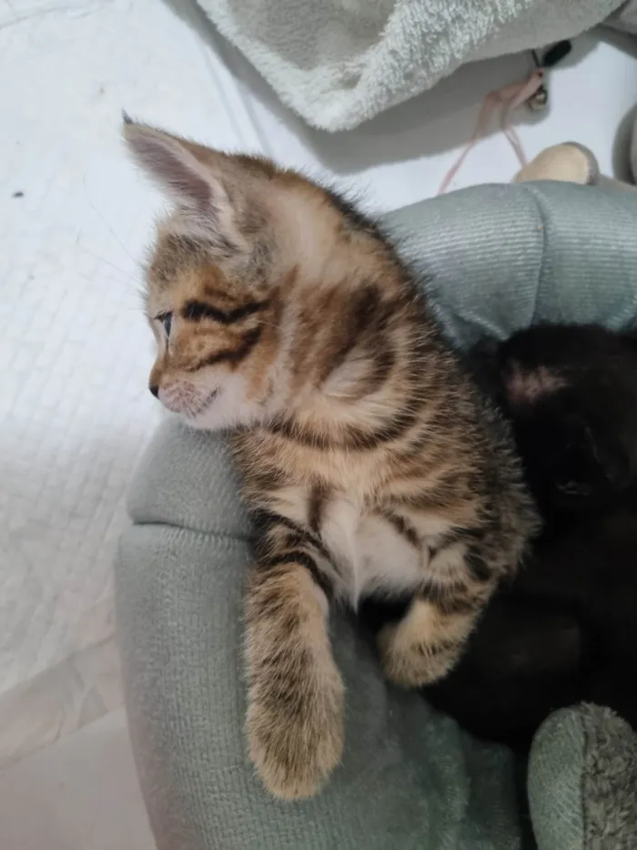 Gato ra a SRD-ViraLata idade Abaixo de 2 meses nome Kimi