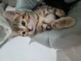 Kimi