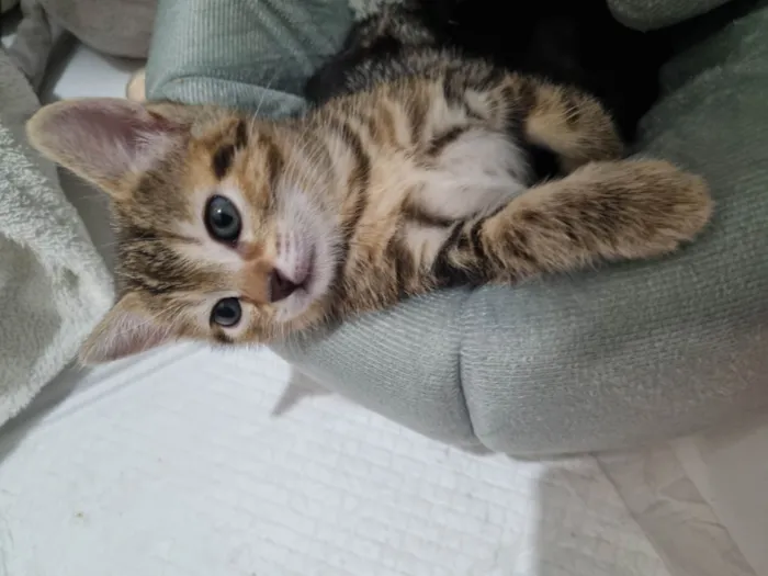 Gato ra a SRD-ViraLata idade Abaixo de 2 meses nome Kimi