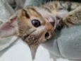 Kimi