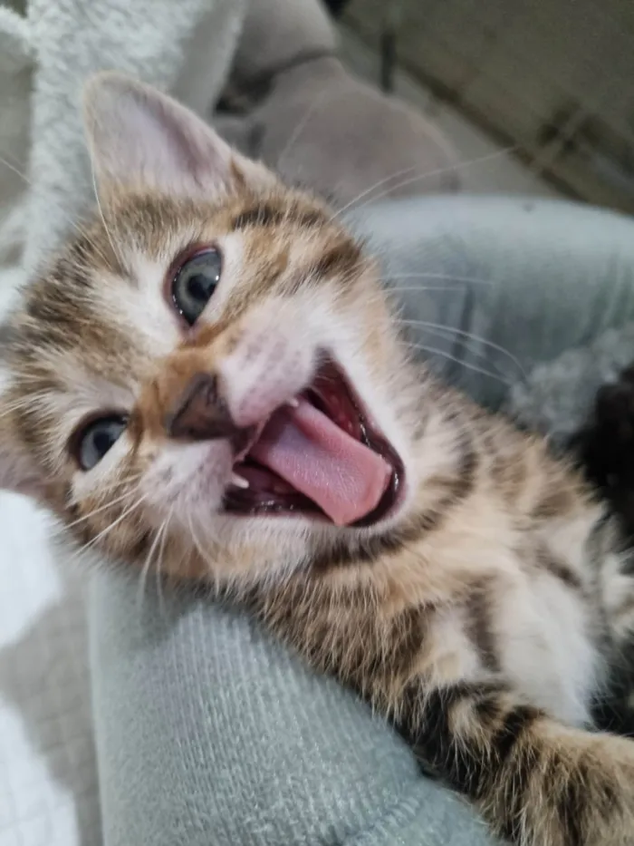 Gato raça SRD-ViraLata idade Abaixo de 2 meses nome Kimi