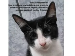 Gato raça SRD-ViraLata idade 2 a 6 meses nome Jinka 