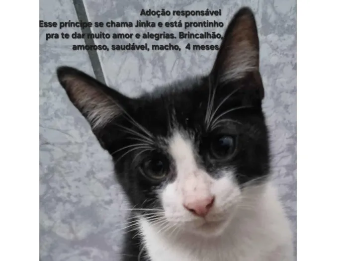 Gato ra a SRD-ViraLata idade 2 a 6 meses nome Jinka