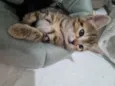 Kimi