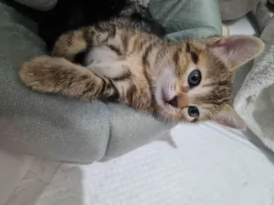 Gato raça SRD-ViraLata idade Abaixo de 2 meses nome Kimi