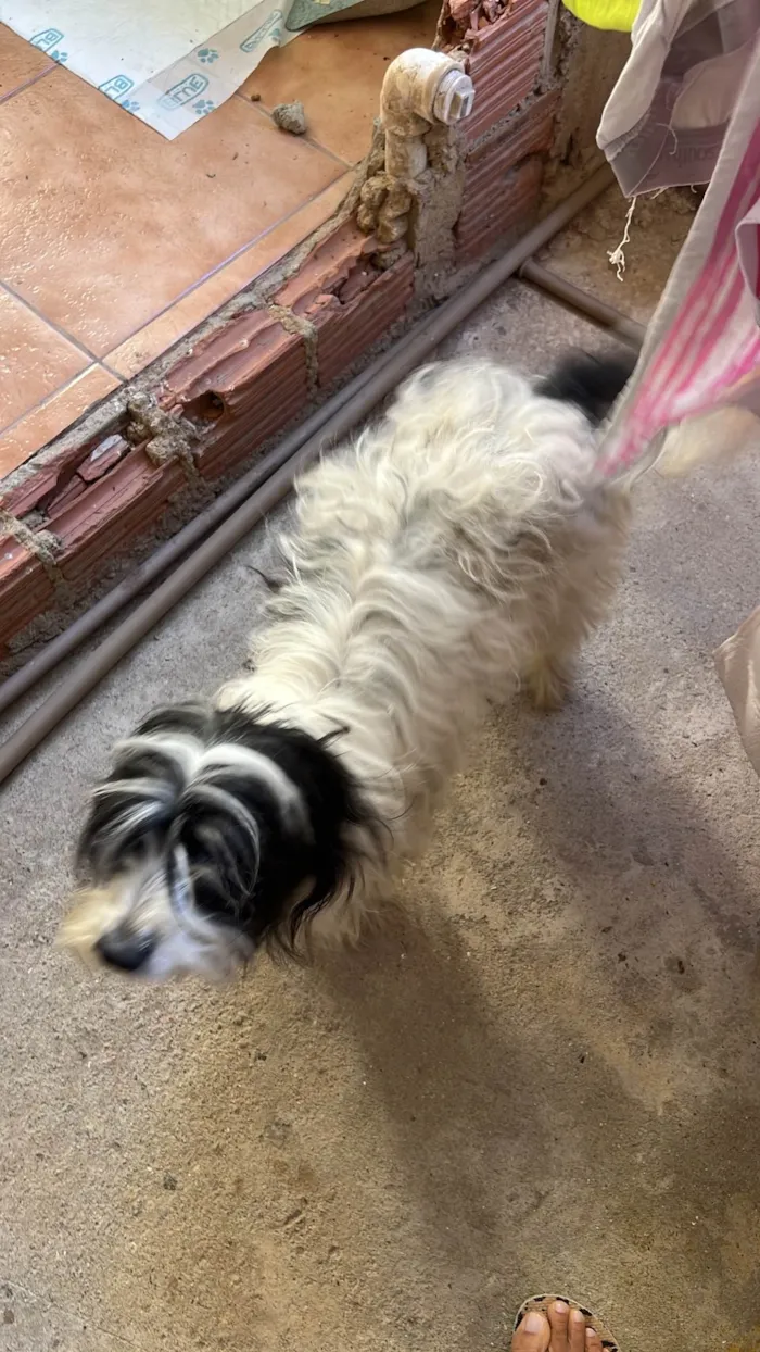 Cachorro ra a SRD-ViraLata idade 6 ou mais anos nome Não sei