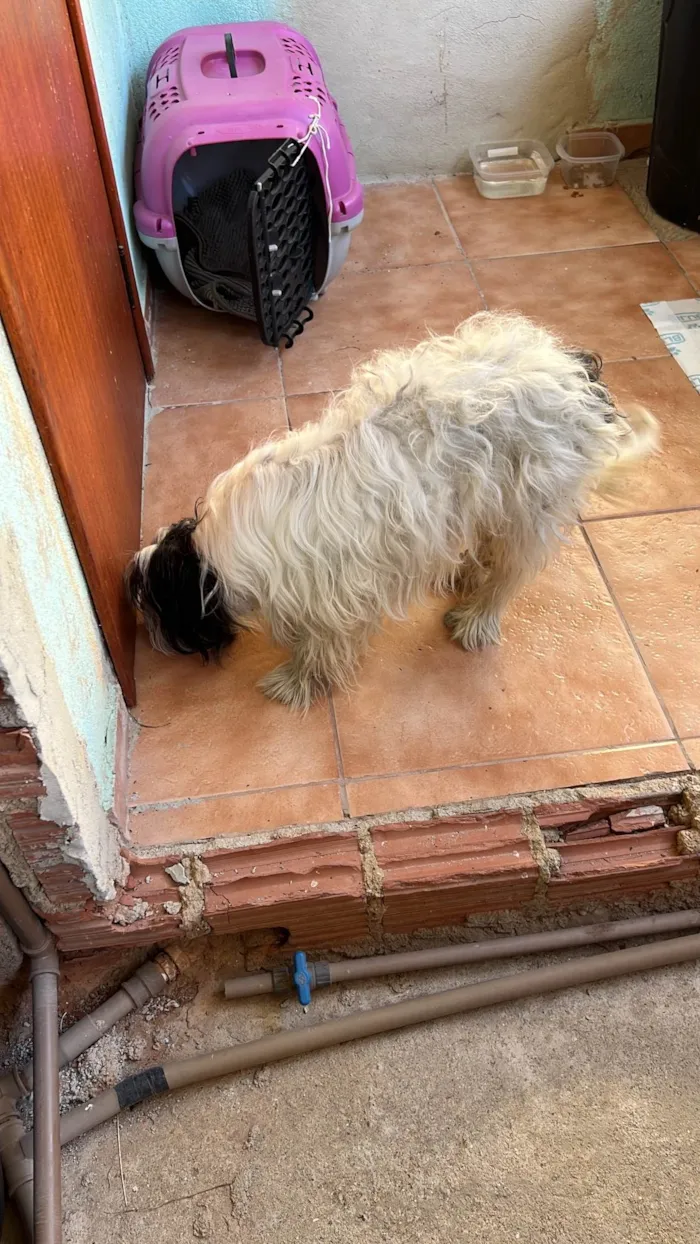 Cachorro ra a SRD-ViraLata idade 6 ou mais anos nome Não sei