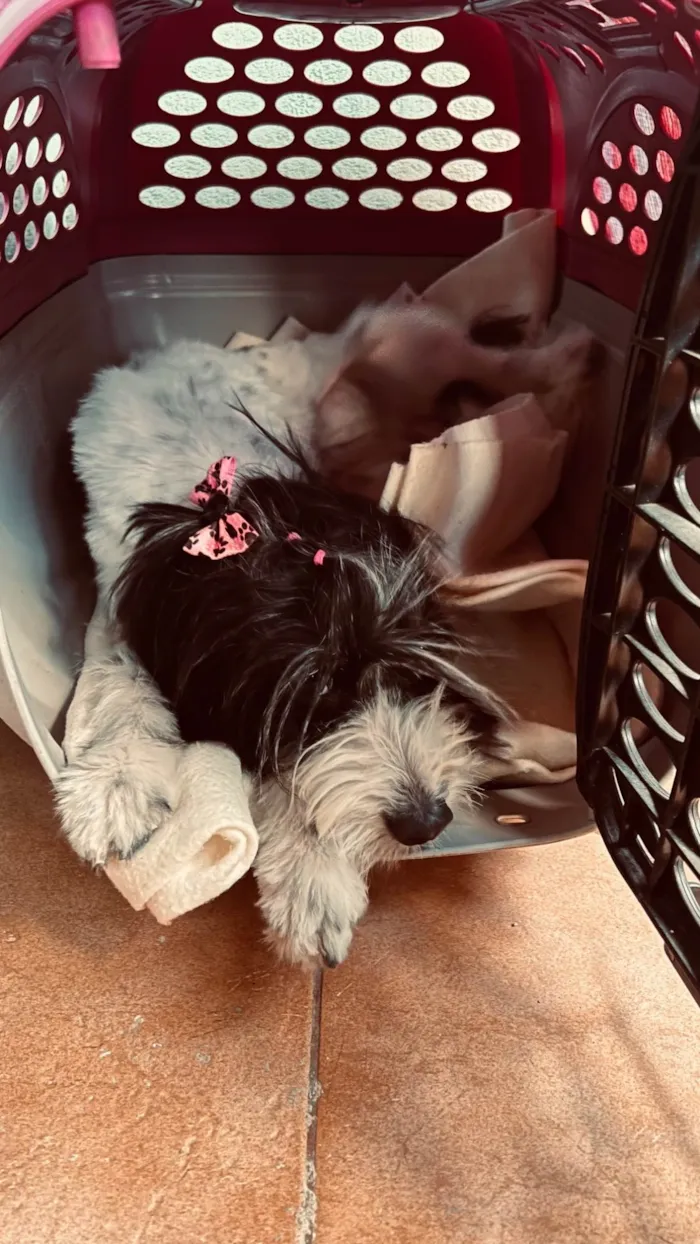 Cachorro ra a SRD-ViraLata idade 6 ou mais anos nome Não sei