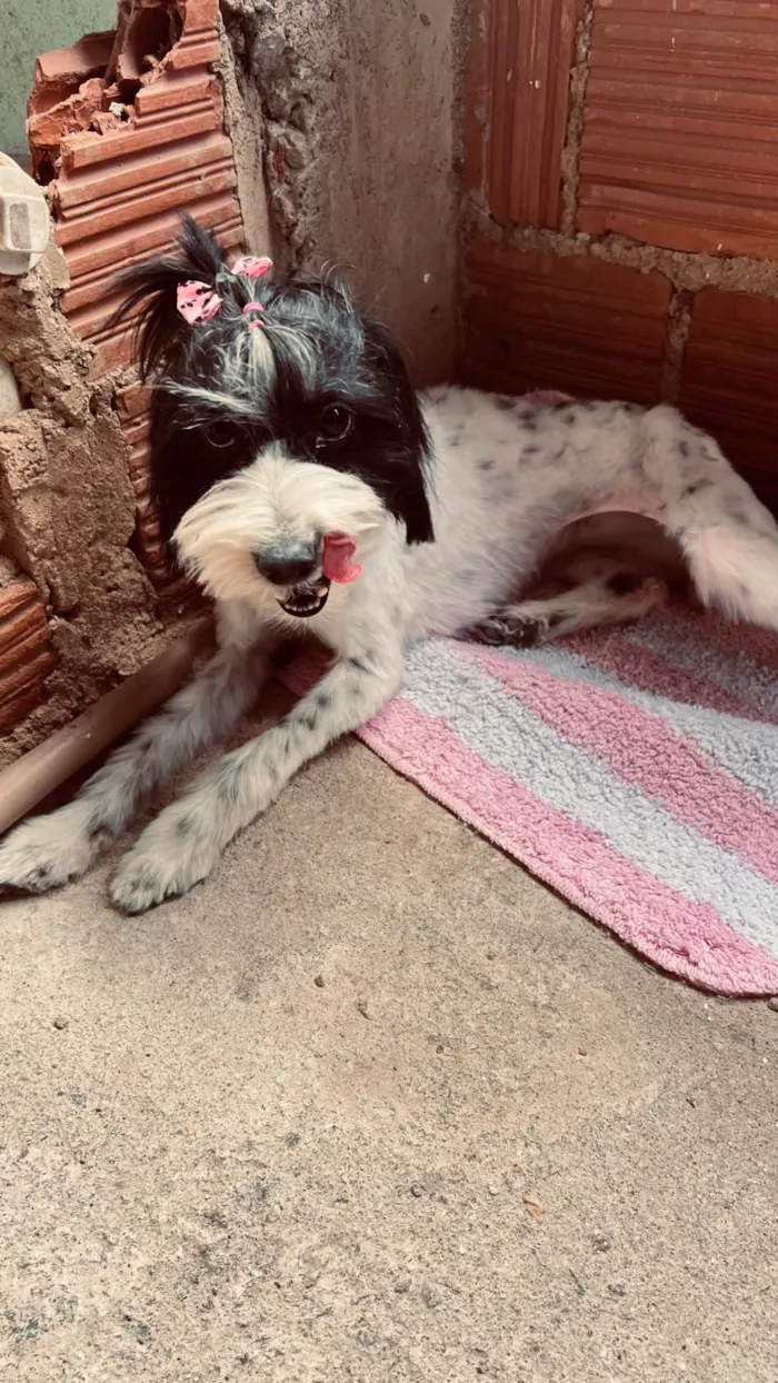Cachorro ra a SRD-ViraLata idade 6 ou mais anos nome Não sei