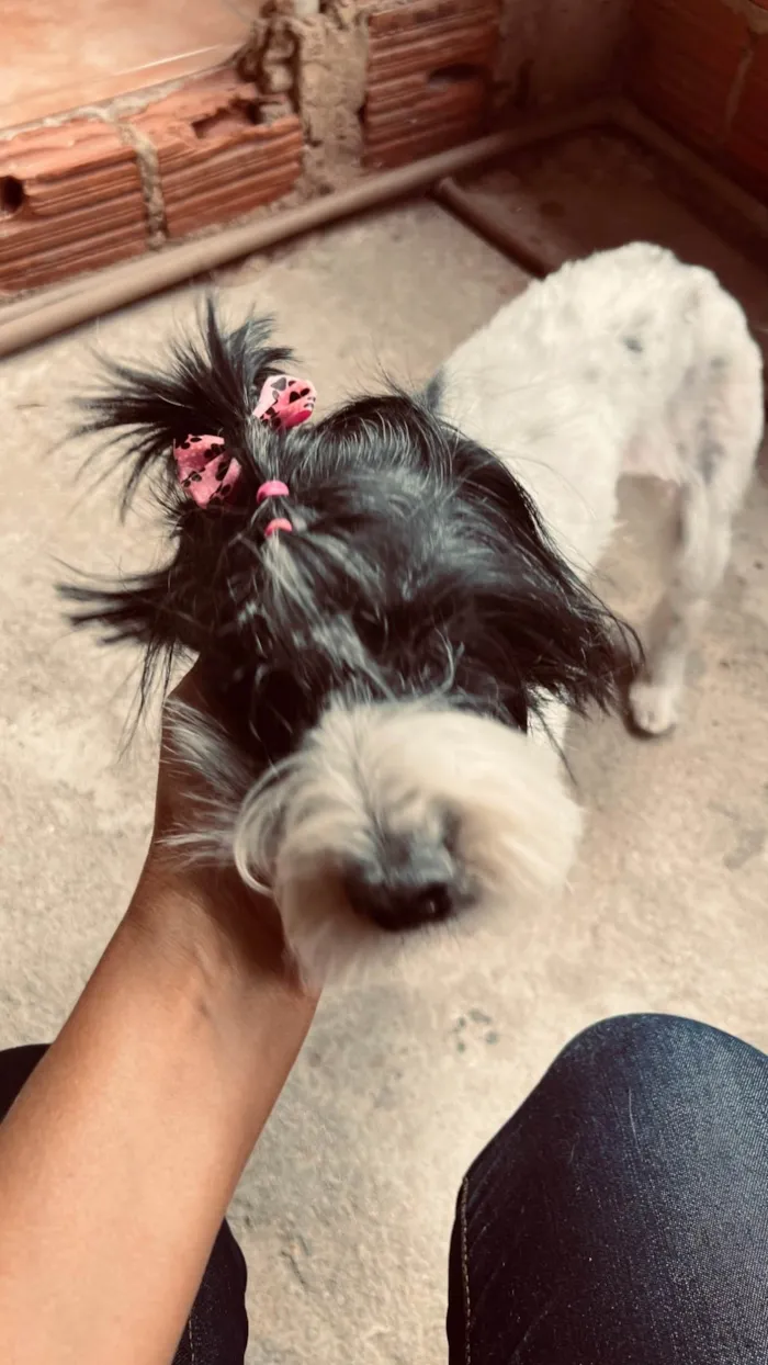 Cachorro ra a SRD-ViraLata idade 6 ou mais anos nome Não sei