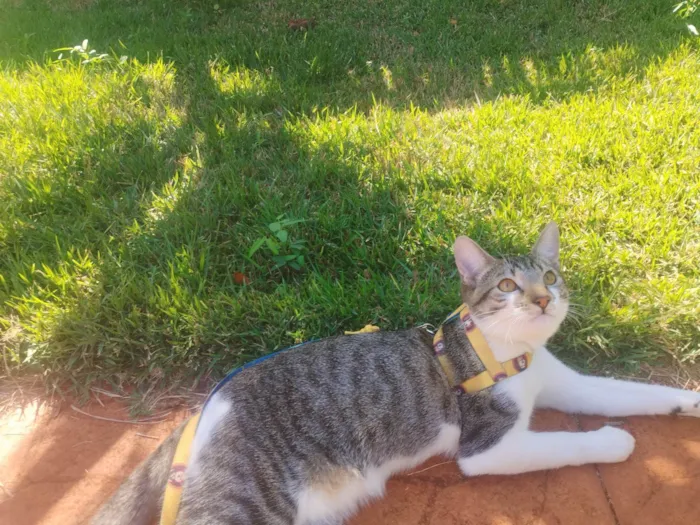 Gato ra a SRD-ViraLata idade 1 ano nome Charlie