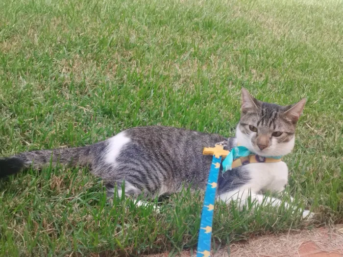 Gato ra a SRD-ViraLata idade 1 ano nome Charlie