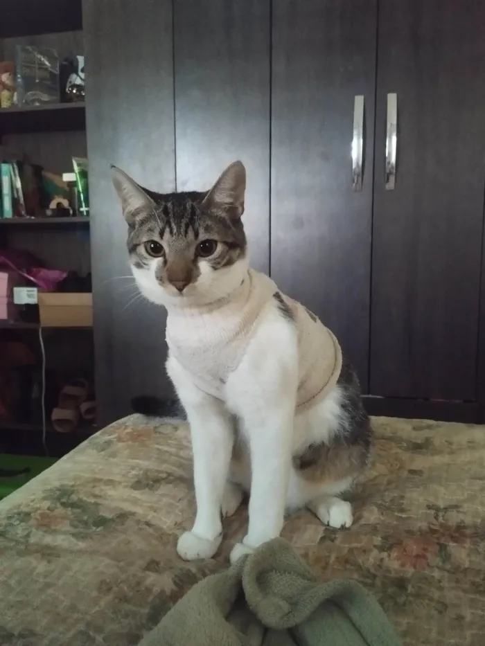 Gato ra a SRD-ViraLata idade 1 ano nome Charlie