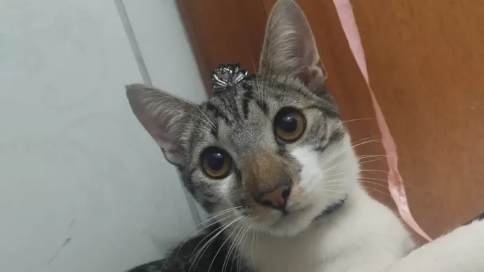 Gato ra a SRD-ViraLata idade 1 ano nome Charlie