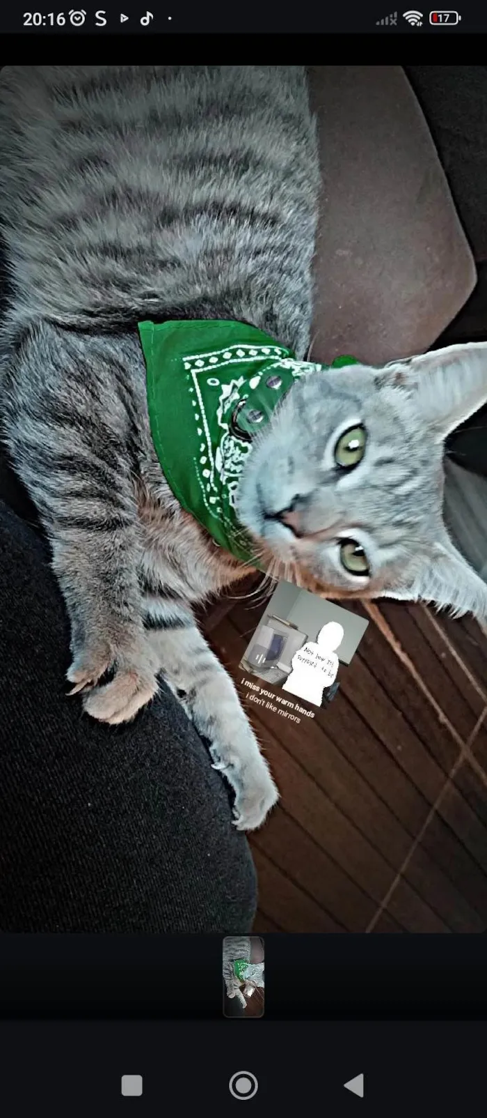 Gato raça SRD-ViraLata idade 2 a 6 meses nome Não tem nome 