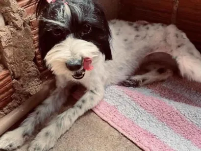 Cachorro raça SRD-ViraLata idade 6 ou mais anos nome Não sei