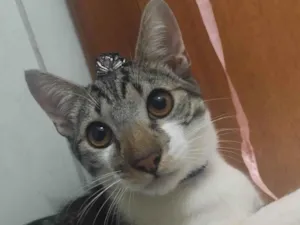 Gato raça SRD-ViraLata idade 1 ano nome Charlie