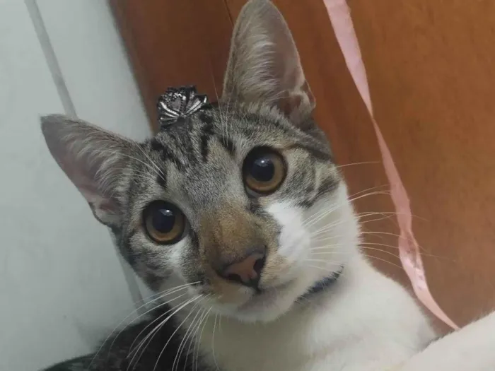 Gato ra a SRD-ViraLata idade 1 ano nome Charlie