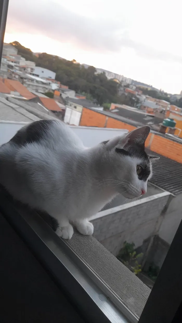 Gato raça SRD-ViraLata idade 1 ano nome Enzo