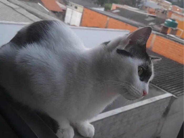 Gato raça SRD-ViraLata idade 1 ano nome Enzo