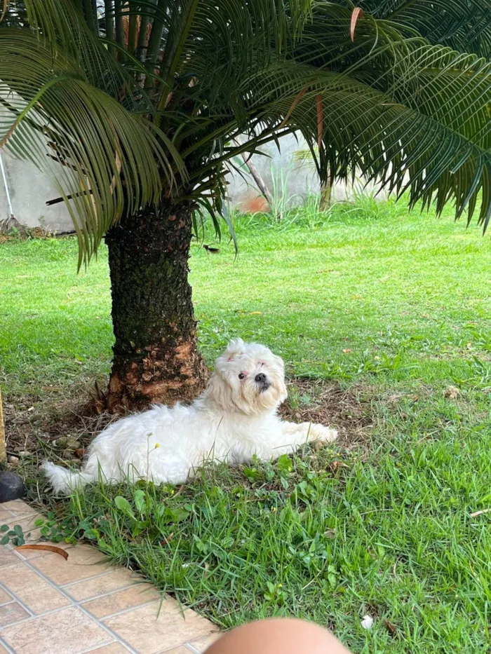Cachorro ra a Lhasa Apso idade 5 anos nome Luna
