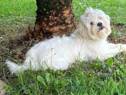 Cachorro raça Lhasa Apso idade 5 anos nome Luna