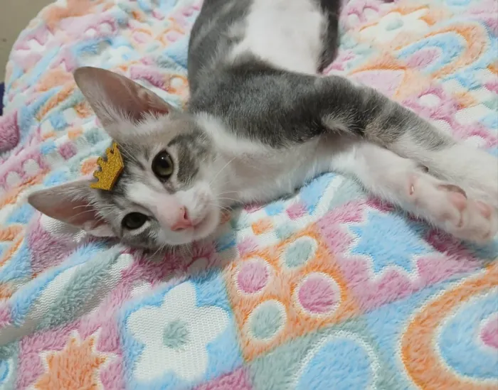 Gato ra a SRD-ViraLata idade 2 a 6 meses nome Matteo