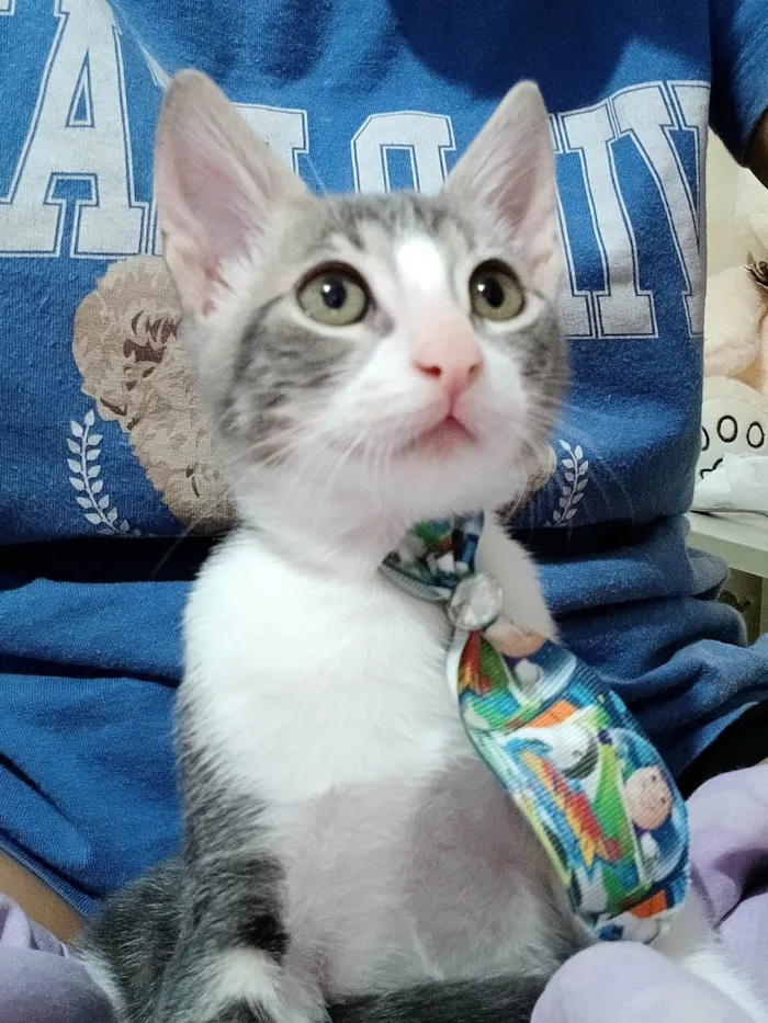 Gato ra a SRD-ViraLata idade 2 a 6 meses nome Matteo