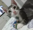 Matteo