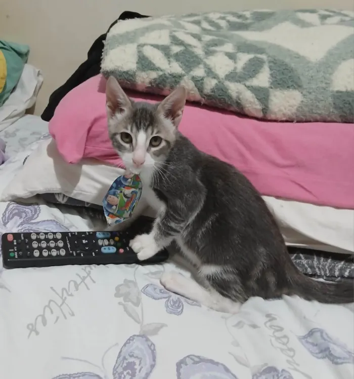 Gato ra a SRD-ViraLata idade 2 a 6 meses nome Matteo