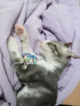 Matteo